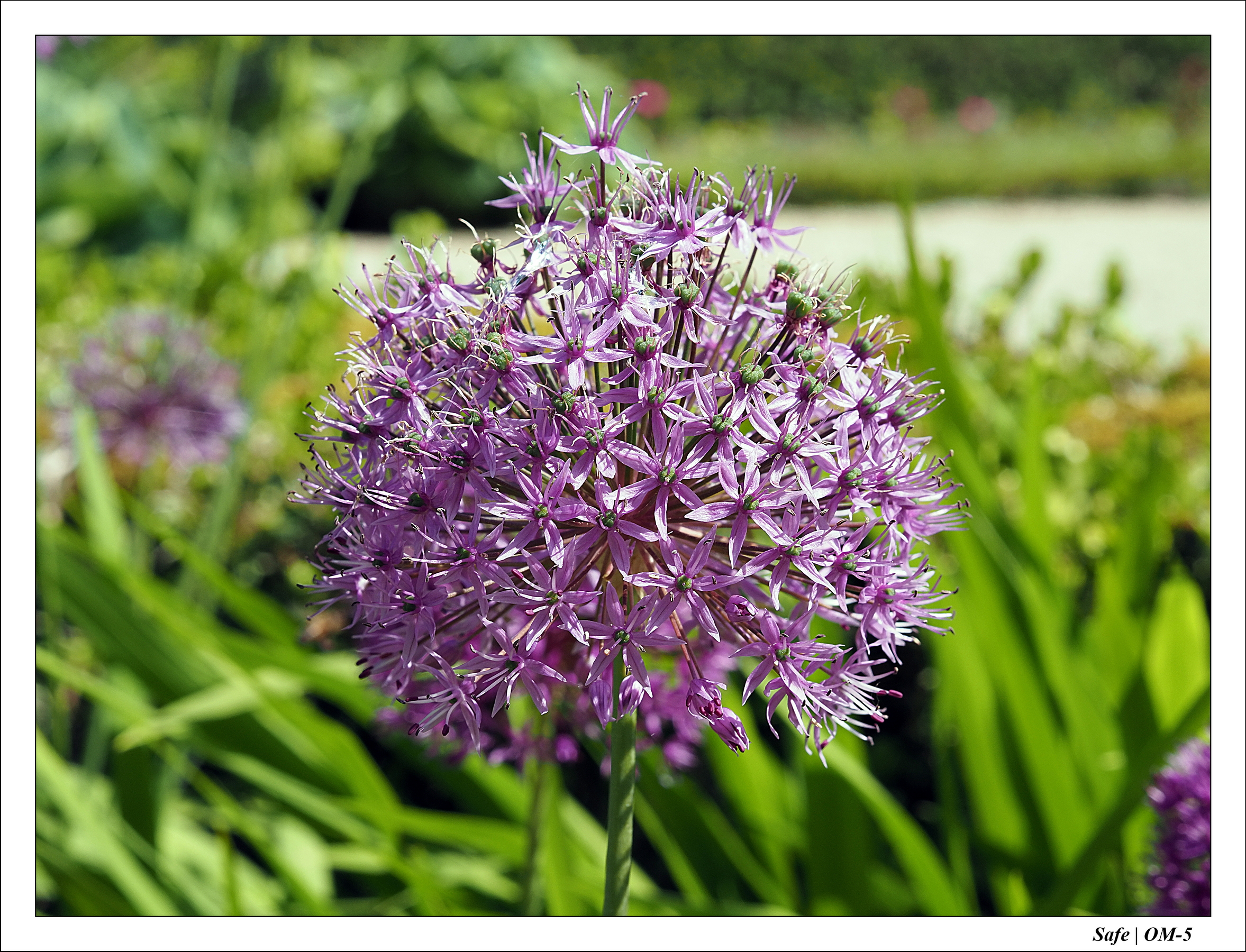 2024 - 05 - Bagatelle - 22